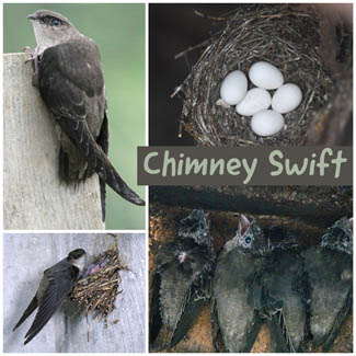 Chimney Swift